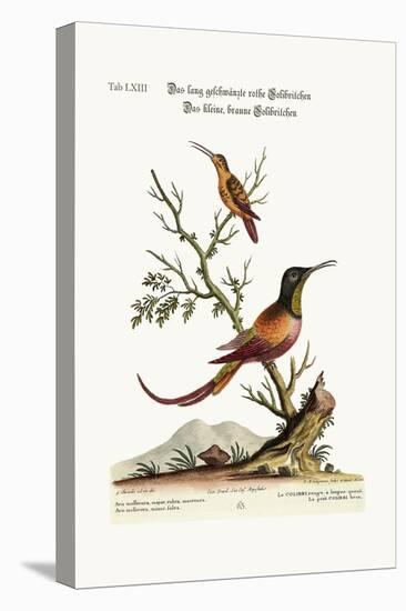 The Long-Tailed Red Hummingbird. the Little Brown Hummingbird, 1749-73-George Edwards-Premier Image Canvas