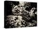 The Lost Gardens of Heligan-Tim Kahane-Premier Image Canvas