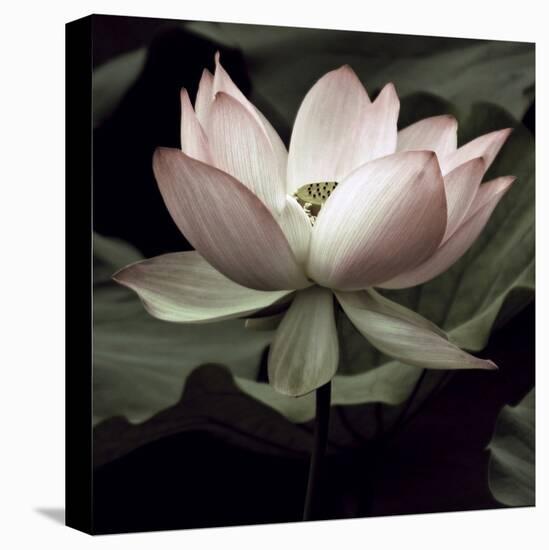 The Lotus I-Andy Neuwirth-Stretched Canvas