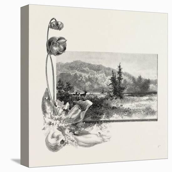 The Lower St. Lawrence, Home of the Pitcher Plant, Canada, Nineteenth Century-null-Premier Image Canvas