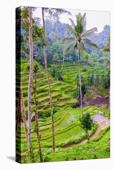 The magnificent Tegallalang Rice Terraces viewed from above in a forest of palm trees.-Greg Johnston-Premier Image Canvas