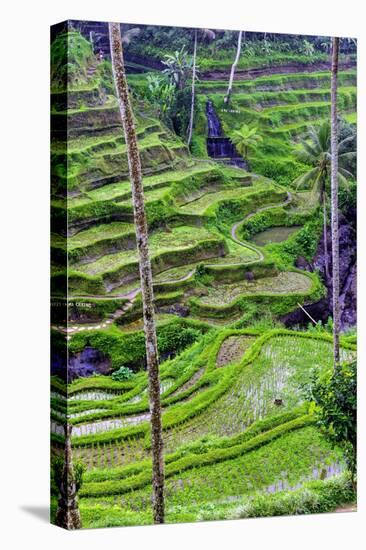 The magnificent Tegallalang Rice Terraces viewed from above in a forest of palm trees.-Greg Johnston-Premier Image Canvas