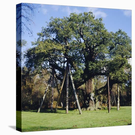 The Major Oak (Robin Hood Tree), Sherwood Forest, Nottinghamshire, England-L Bond-Premier Image Canvas