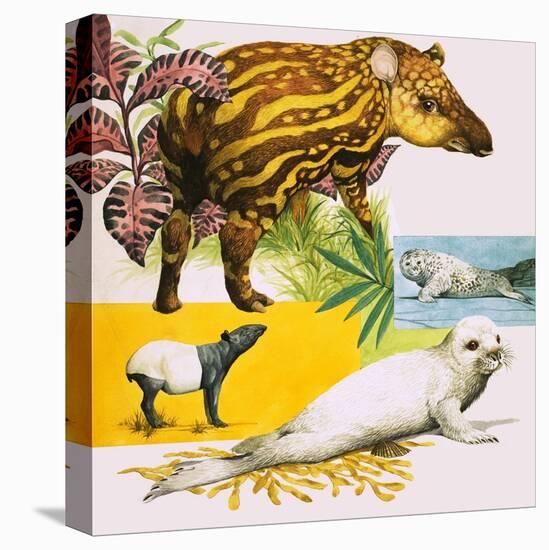 The Malayan Tapir and Atlantic Grey Seal-Eric Tansley-Premier Image Canvas