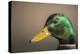 The mallard is a dabbling duck that breeds throughout the Americas, Eurasia, and North Africa.-Richard Wright-Premier Image Canvas