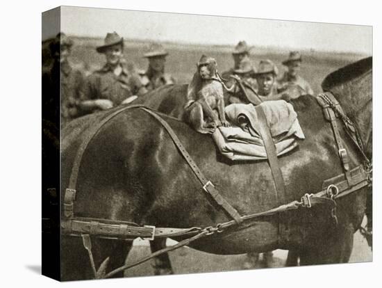 The mascot of the Anzacs, Somme campaign, France, World War I, 1916-Unknown-Premier Image Canvas
