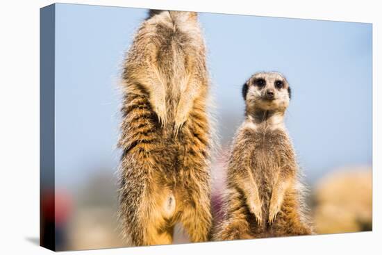 The Meerkat (Suricate) (Suricata Suricatta), United Kingdom, Europe-John Alexander-Premier Image Canvas