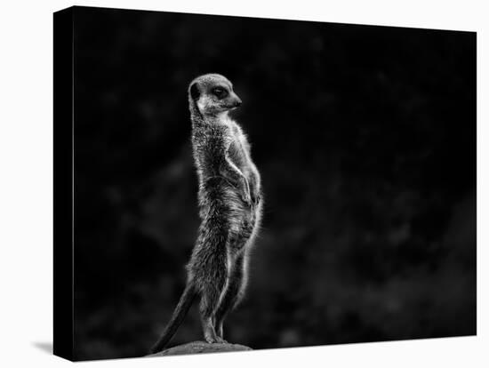 The Meerkat-Greetje Van Son-Premier Image Canvas