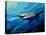 The Mighty Bull Shark-Jace D. McTier-Premier Image Canvas