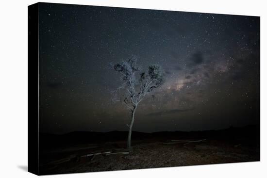 The Milky Way Above a Tree at Night Namib-Naukluft National Park-Alex Saberi-Premier Image Canvas