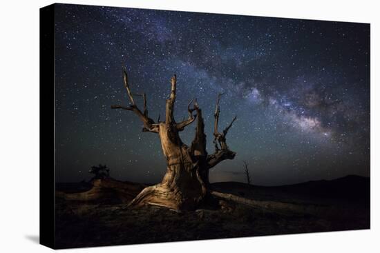 The Milky Way and a Dead Bristlecone Pine Tree in the White Mountains, California-null-Premier Image Canvas