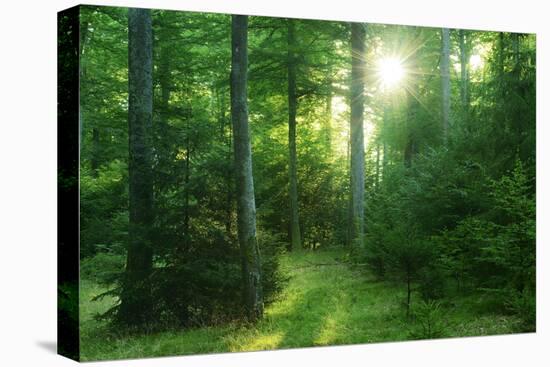 The Morning Sun Is Breaking Through Nearly Natural Beeches Mixed Forest, Spessart Nature Park-Andreas Vitting-Premier Image Canvas