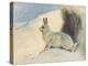 The Mountain Hare in Winter , from Thorburn's Mammals Published by Longmans and Co, C. 1920 (Colour-Archibald Thorburn-Premier Image Canvas
