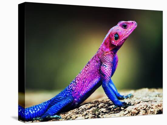 The Mwanza Flat-Headed Agama On Rock. Serengeti, Tanzania In Africa-Michal Bednarek-Premier Image Canvas