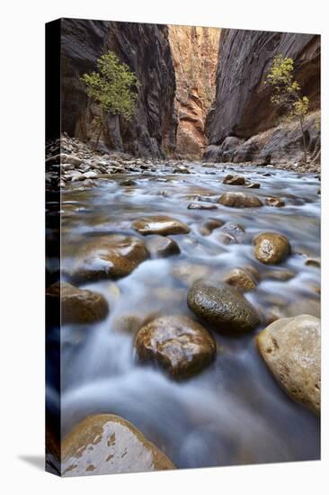 The Narrows of the Virgin River in the Fall-James Hager-Premier Image Canvas