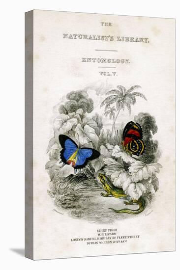 The Naturalist's Library, Entomology, Vol V, Butterflies, C1833-1865-William Home Lizars-Premier Image Canvas