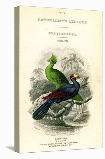 The Naturalist's Library, Ornithology, Senegal Touraco, Violet Plantain Eater, C1833-1865-William Home Lizars-Premier Image Canvas