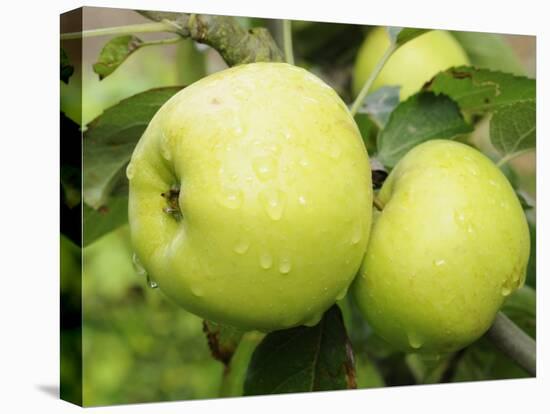 The Nelson' Apples on Apple Tree Norfolk, UK-Gary Smith-Premier Image Canvas