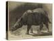 The New Rhinoceros in the Gardens of the Zoological Society-null-Premier Image Canvas
