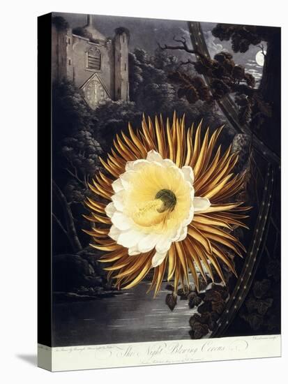 The Night Blowing Cereus, 1800-Philip Reinagle-Premier Image Canvas