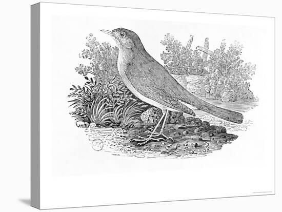 The Nightingale-Thomas Bewick-Premier Image Canvas