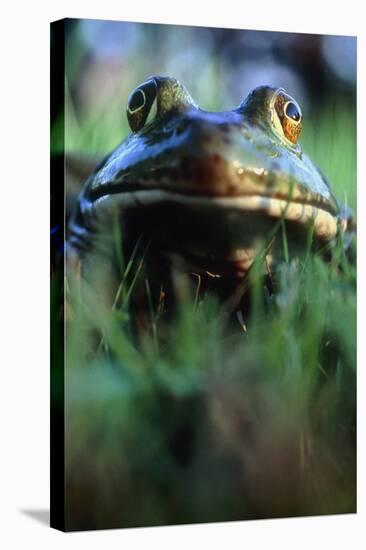 The North American Bullfrog, Rana Catesbeiana-David Nunuk-Premier Image Canvas