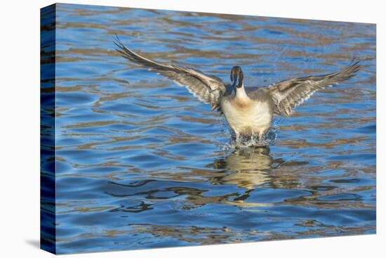 The northern pintail is a duck that breeds in the northern areas of Europe, Asia and North America.-Richard Wright-Premier Image Canvas