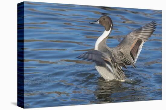 The northern pintail is a duck that breeds in the northern areas of Europe, Asia and North America.-Richard Wright-Premier Image Canvas