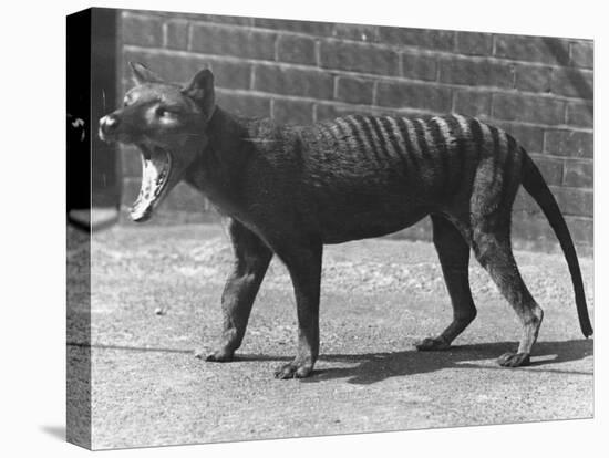 The Now Extinct Tasmanian Tiger, or Thylacine, 1914-Frederick William Bond-Premier Image Canvas