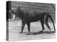 The Now Extinct Tasmanian Tiger, or Thylacine, 1914-Frederick William Bond-Premier Image Canvas