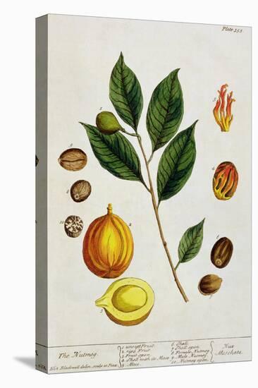 The Nutmeg, Plate 353 from "A Curious Herbal," Published 1782-Elizabeth Blackwell-Premier Image Canvas