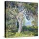 The Oak-Guy Rose-Stretched Canvas