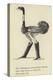 The Obsequious Ornamental Ostrich-Edward Lear-Premier Image Canvas