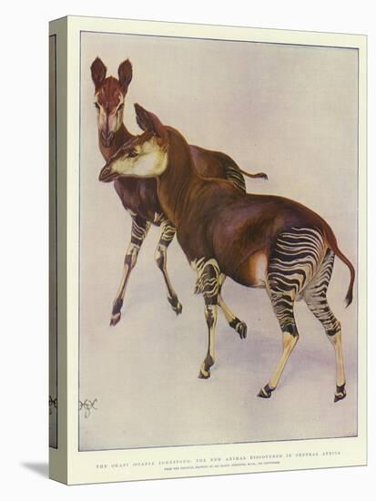 The Okapi (Ocapia Johnstoni), the New Animal Discovered in Central Africa-Harry Hamilton Johnston-Premier Image Canvas