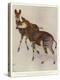 The Okapi (Ocapia Johnstoni), the New Animal Discovered in Central Africa-Harry Hamilton Johnston-Premier Image Canvas