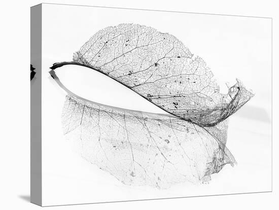 The Old Leaf-Katarina Holmström-Premier Image Canvas