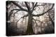 the old oak-Phillipe Manguin-Premier Image Canvas