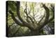 The old octopuss beech-Philippe Manguin-Premier Image Canvas