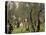 The Olive Grove, C.1910-John Singer Sargent-Premier Image Canvas