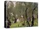 The Olive Grove, C.1910-John Singer Sargent-Premier Image Canvas