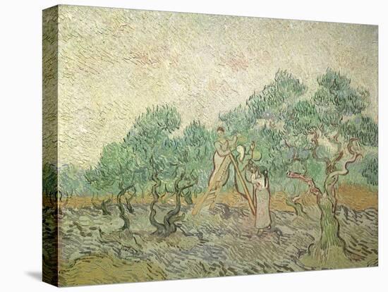 The Olive Orchard, 1889-Vincent van Gogh-Premier Image Canvas