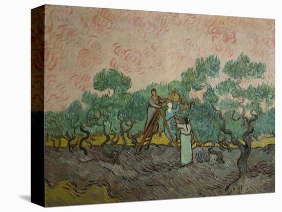The Olive Pickers, 1889-Vincent van Gogh-Premier Image Canvas