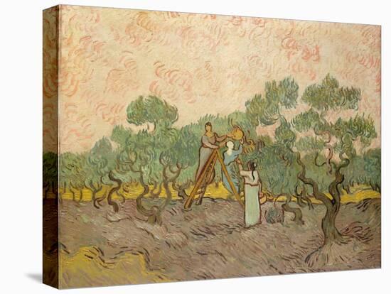 The Olive Pickers, Saint-Remy, 1889-Vincent van Gogh-Premier Image Canvas