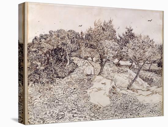 The Olive Trees-Vincent van Gogh-Premier Image Canvas