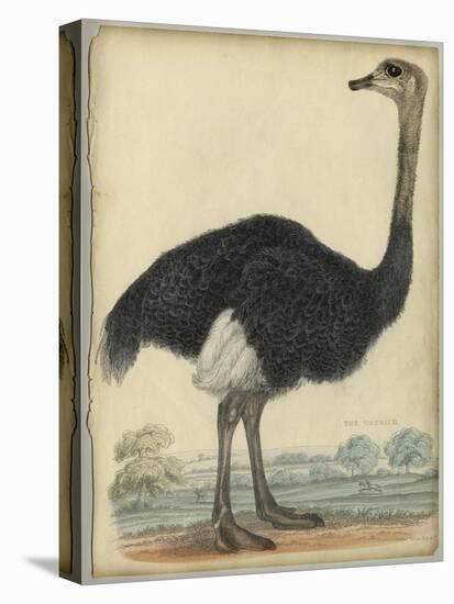 The Ostrich-null-Stretched Canvas