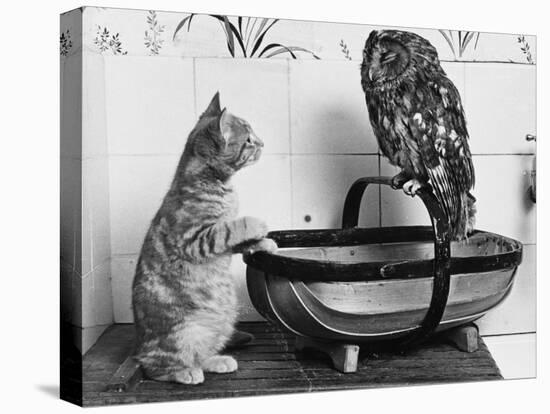 The Owl and the Pussycat: 'Wake Up, Aren't You Even a Bit Scared of Me, Owl?'-null-Premier Image Canvas