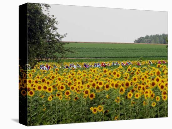 The Pack Rides Past a Sunflower Field During the Sixth Stage of the Tour De France-null-Premier Image Canvas