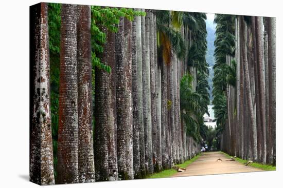 The Palm Alley In The Botanical Garden In Rio De Janeiro-xura-Premier Image Canvas