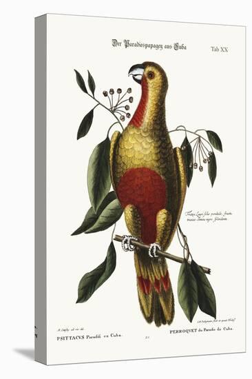 The Parrot of Paradise of Cuba, 1749-73-Mark Catesby-Premier Image Canvas