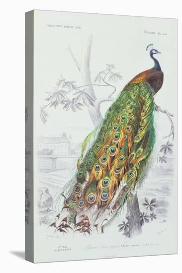 The Peacock, Illustration from 'Dictionnaire Universel d'Histoire Naturelle' by Charles d'Orbigny,-Edouard Travies-Premier Image Canvas